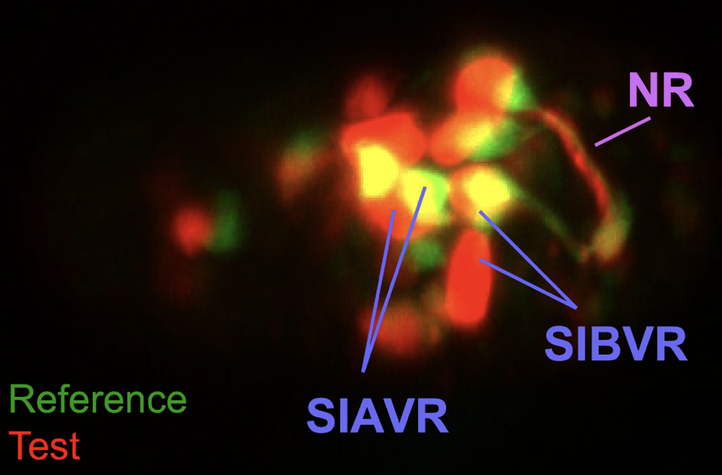 Aligning C. elegans embryos.