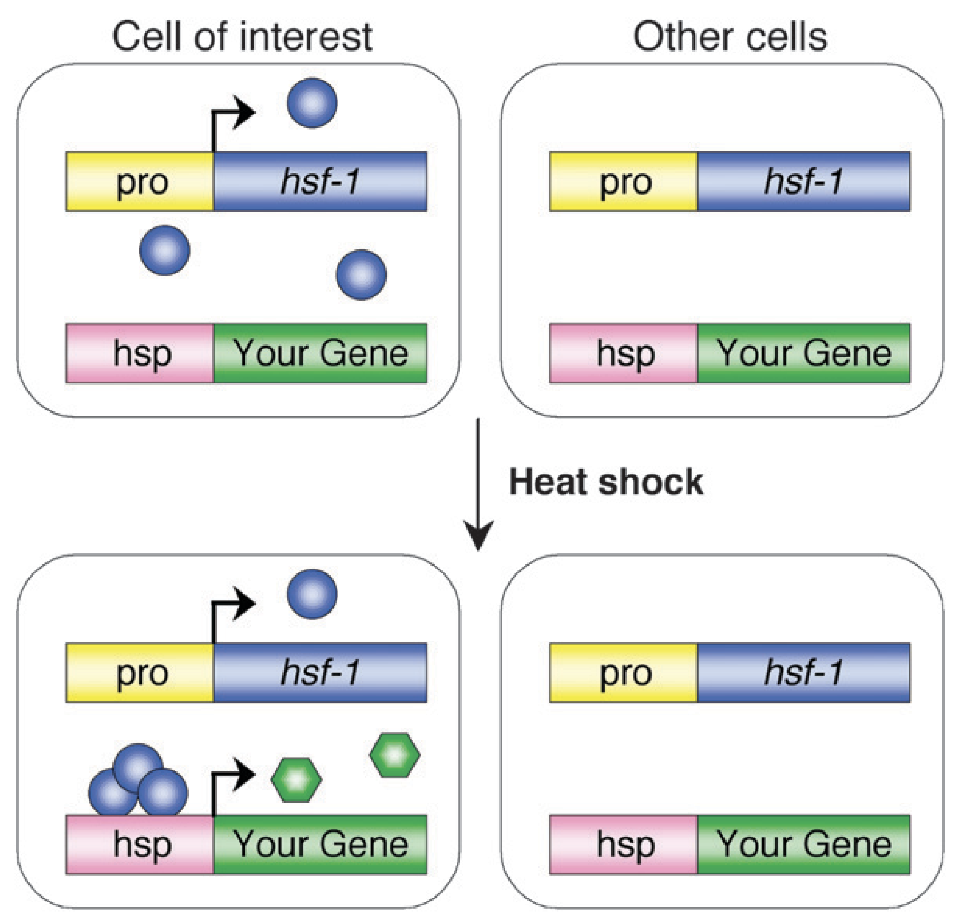 Temporal control of cell-specific gene expression.