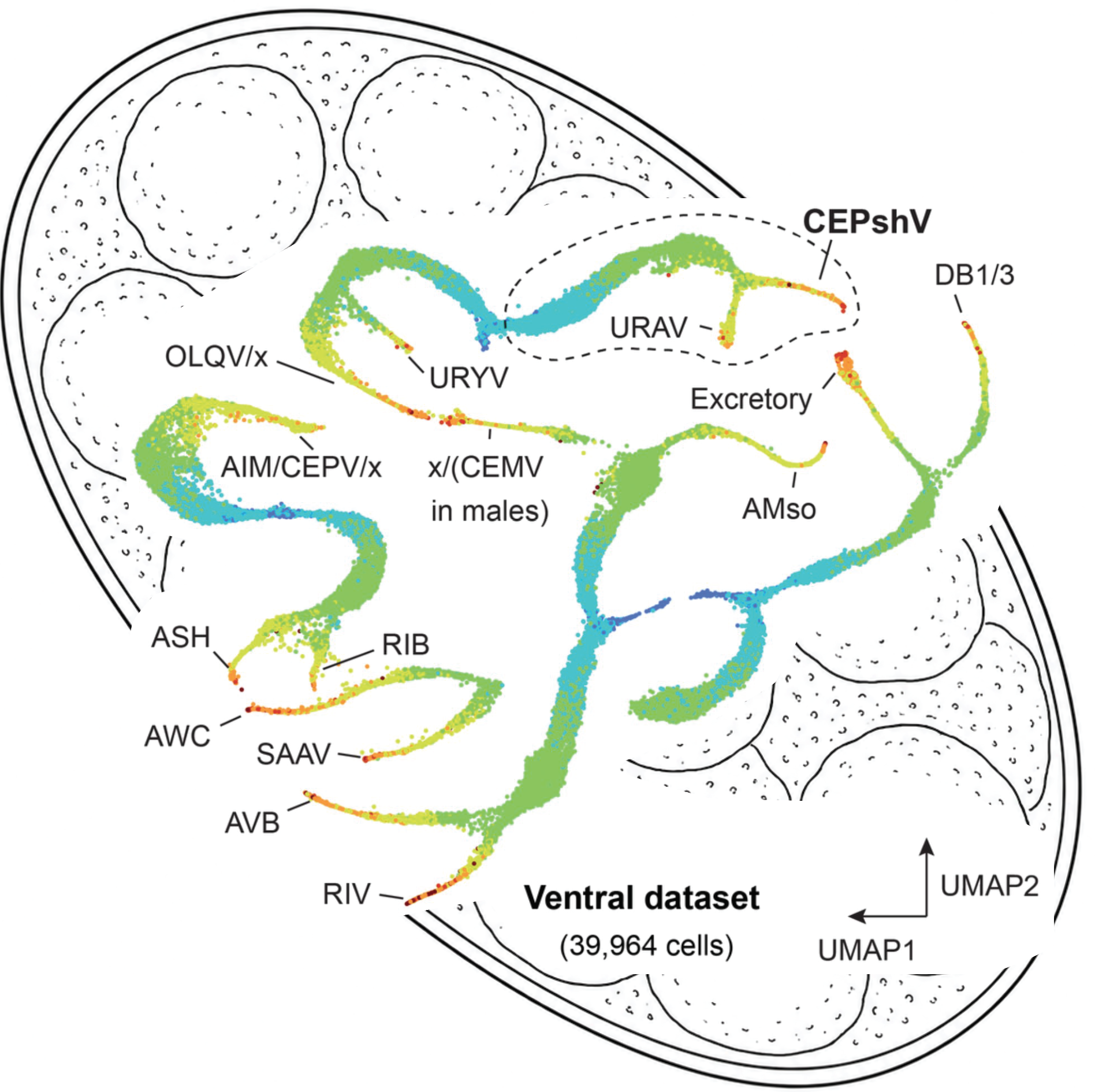 Glial diversity and nerve ring assembly in C. elegans.