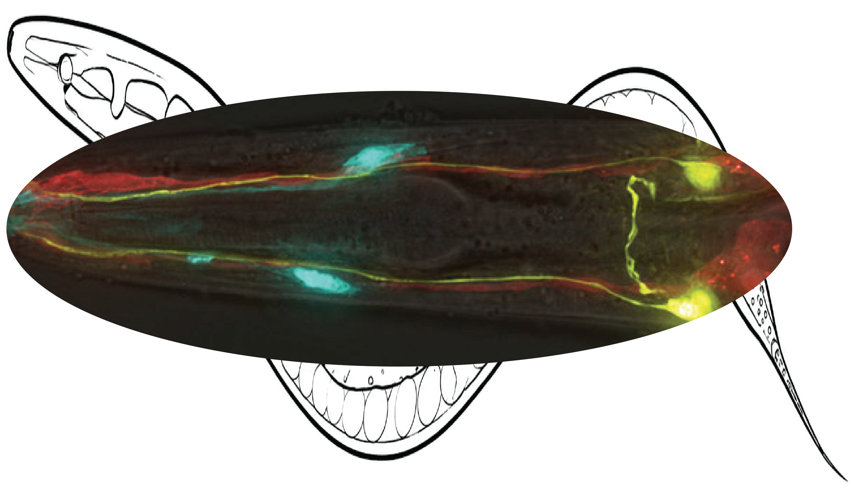 Dendrite tip anchoring and growth in C. elegans sensory neurons.