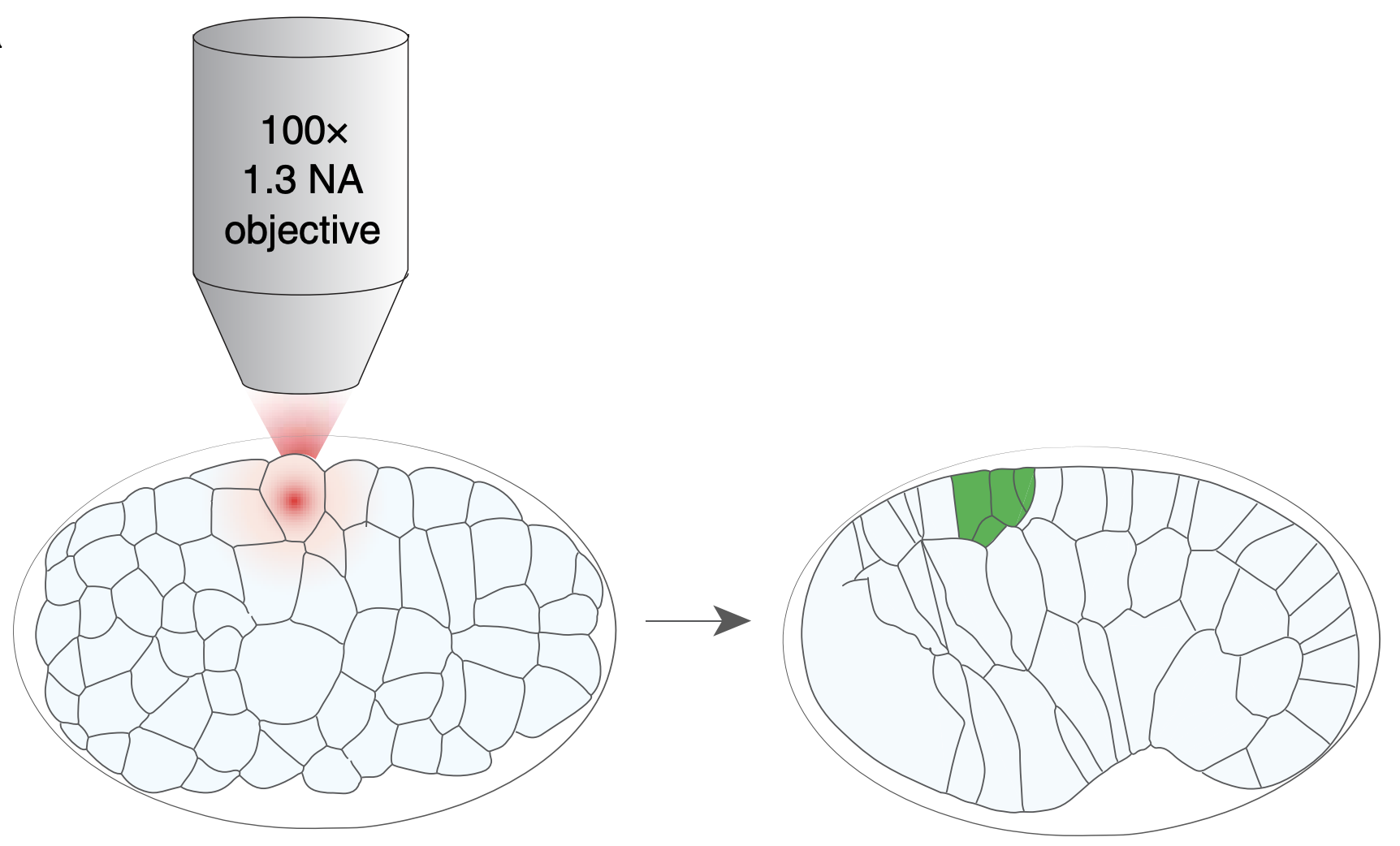 An infrared-laser cell specific gene induction/cell ablation system.