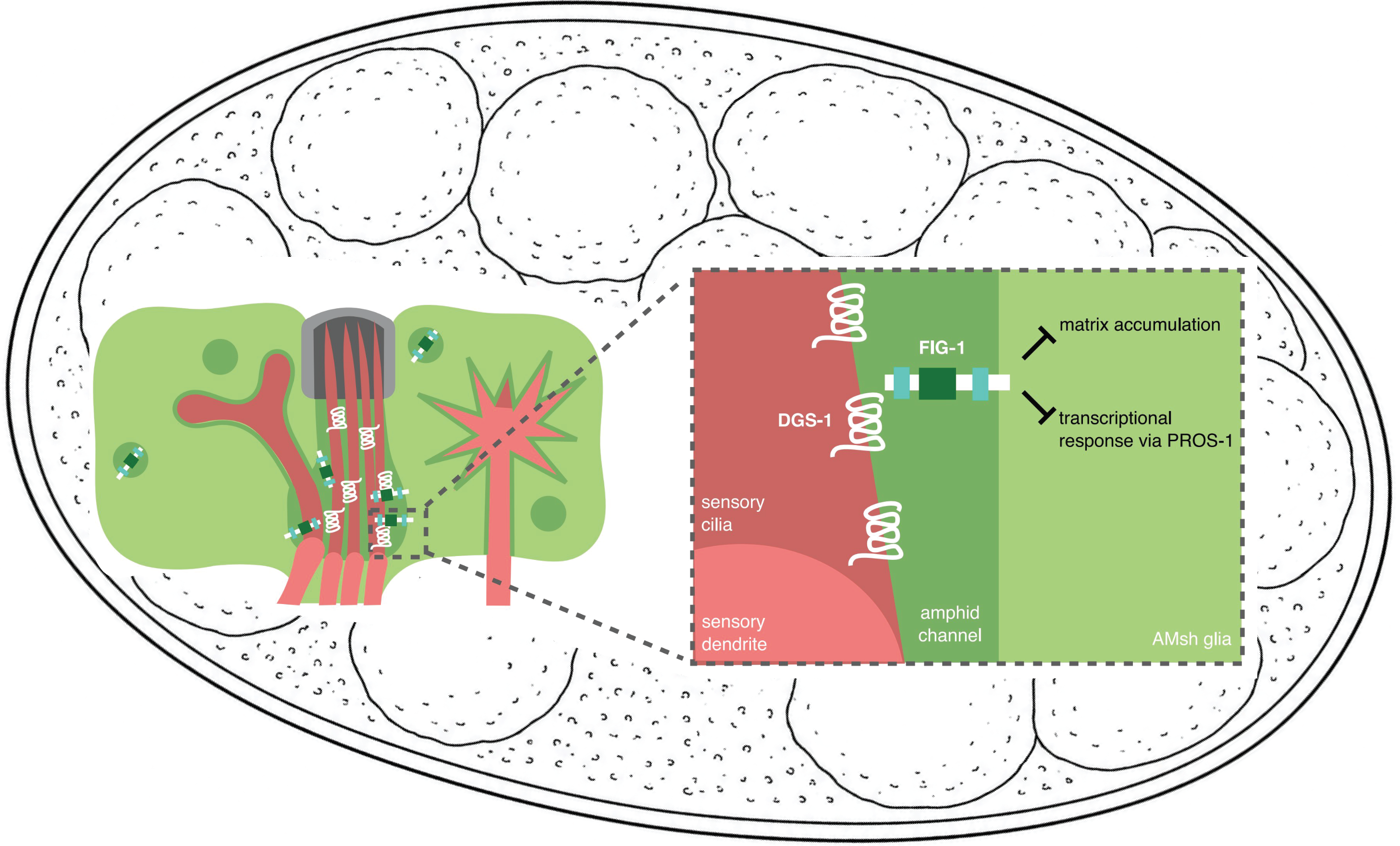 Glia monitoring and protecting neuronal dendrite integrity in C. elegans.