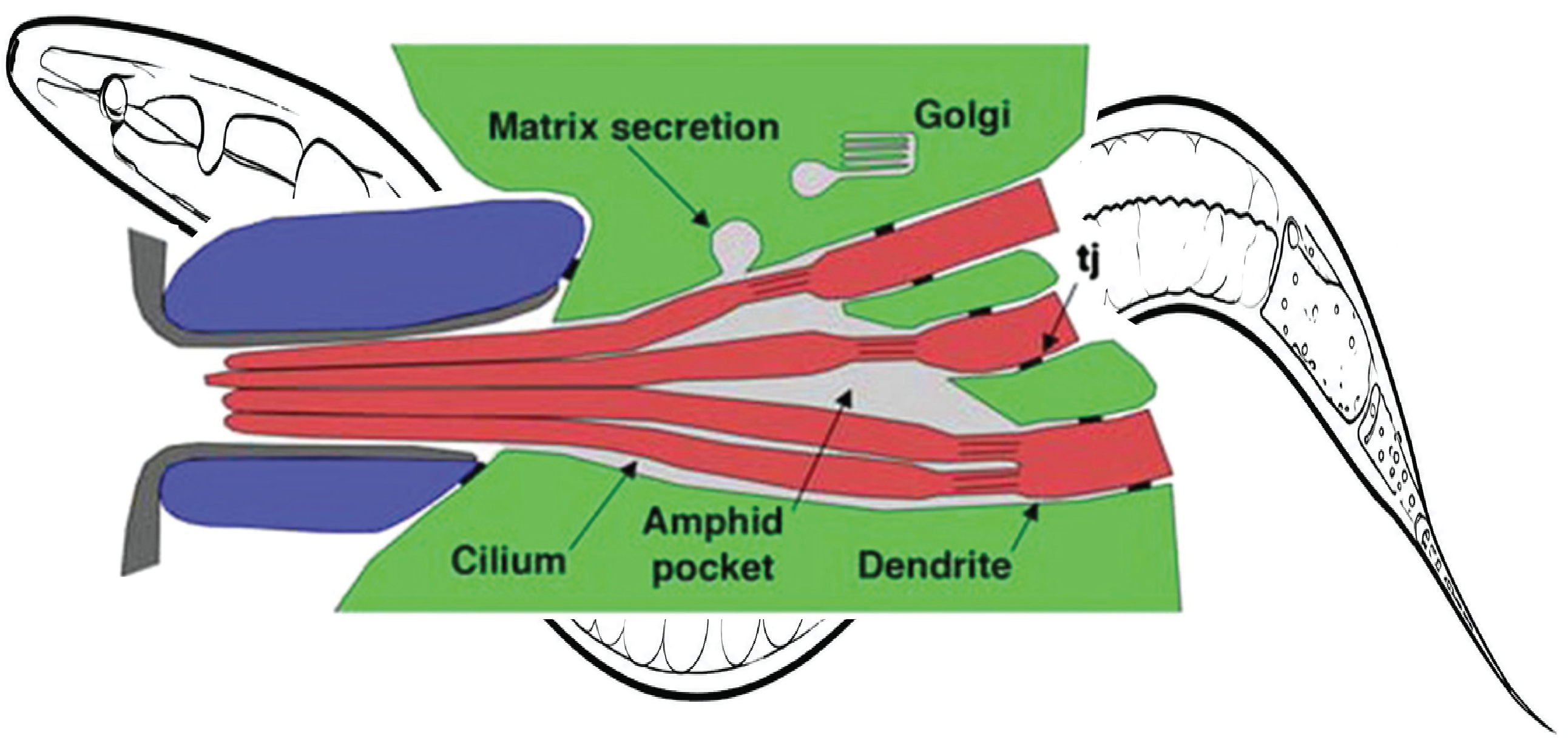 Glia and neurons building the compartments of a sense organ in C. elegans.