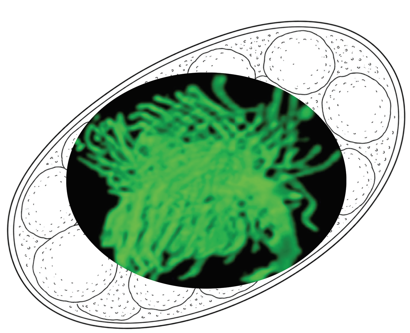 Shaping and pruning of neurons by glia in C. elegans.